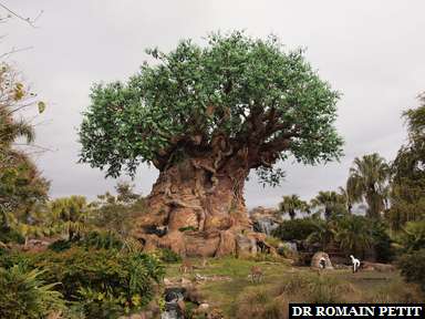 Album photos Disney's Animal Kingdom par Romain Petit